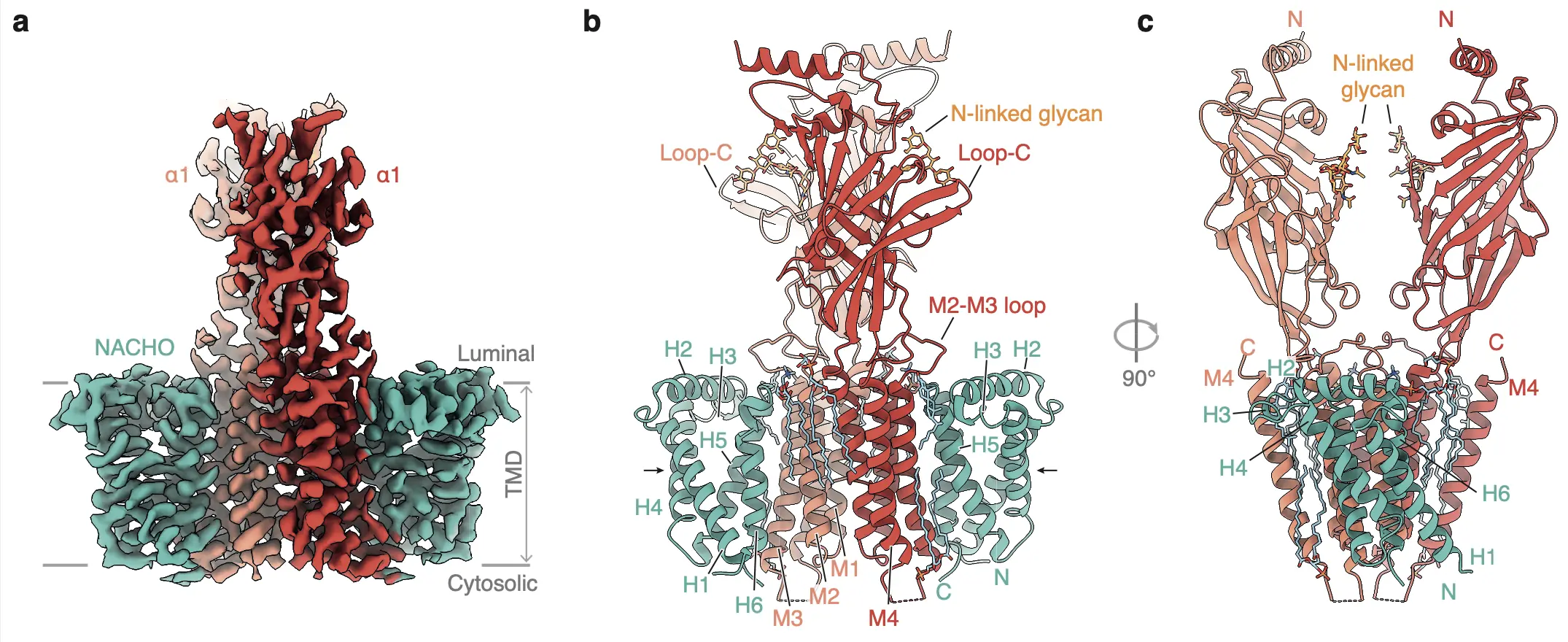 Cryo-EM structure of the GABAA receptor α1 subunit complexed with the assembly factor NACHO.